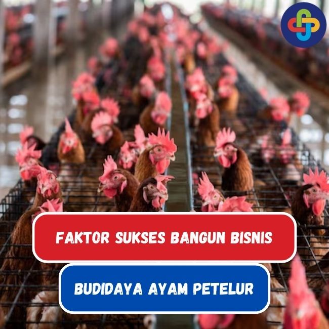 6 Faktor Sukses Bangun Bisnis Budidaya Ayam Petelur